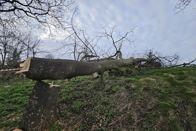 Wakefield Hospice has appealed for information after a 60ft lime tree was chopped down by an intruder in the grounds of the hospice on Aberford Road.