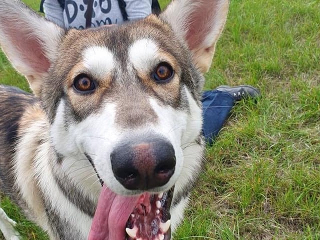 Dogs and owners alike enjoyed a great day out.