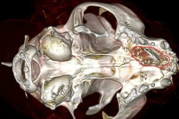 The surgery Dexter required can be tricky but Dexter’s case was further complicated due to the extensive nature of his soft tissue injury and the fact that he was missing a large fragment of bone from his hard palate.