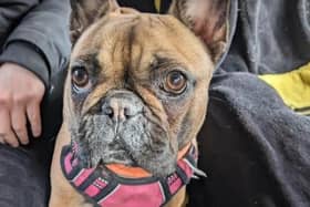 Ten-month old French Bulldog, Maisie, was suffering with pulmonic stenosis, which is a severe narrowing of blood flow exiting the heart, putting immense strain on her heart and placing her in real danger.