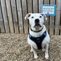 Four-year-old Zeus has spent over 500 at the RSPCA Leeds and Wakefield's centre in East Ardsley.