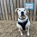 Four-year-old Zeus has spent over 500 at the RSPCA Leeds and Wakefield's centre in East Ardsley.