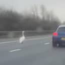 The swan wanders out into the traffic on the M62 near Wakefield. Picture: SWNS