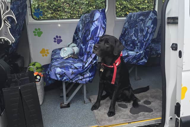 Inside The Doggie Bus.