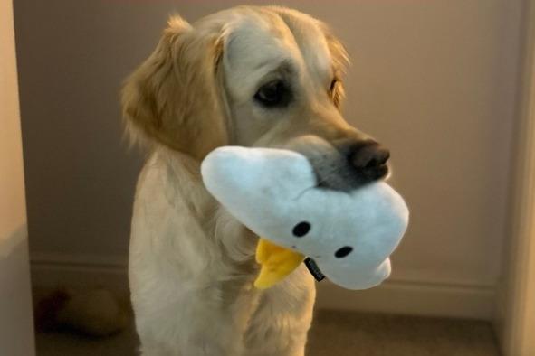The match made in heaven section encourages owners to take a photo of their pet with their favourite toy. Molly and her adorable cloud soft toy took the pet show by storm, claiming victory.