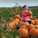 Farmer Copleys is once again opening for pumpkin picking - with even longer hours and more snacks and entertainment