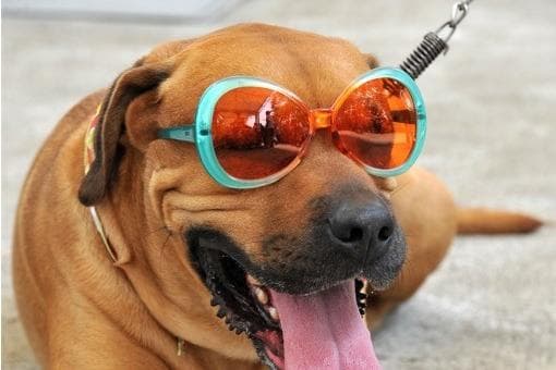 Darf ich meinem Hund Eiswürfel geben? 8 Mythen darüber, wie man seinen ...