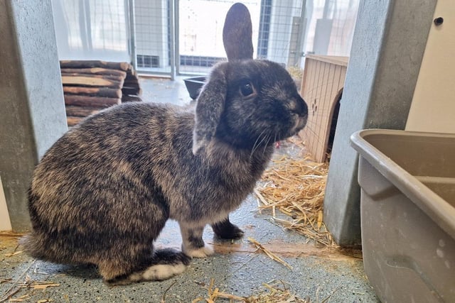One-year-old Wilbur is a handsome, chunky and curious lad. He would love a female companion though if his one true bunwife isn’t out there, he'd be the perfect house rabbit to a family who spend lots of time at home and can keep him entertained! He is ideally looking for a calm and experienced rabbit savvy family who are happy to let him settle in his own time.