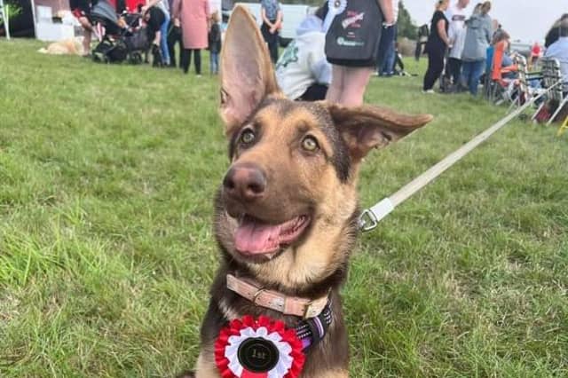 This German shepherd pup earned a rosette.
