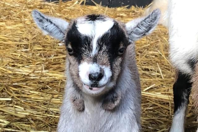 Vincent Van Goat, Leonardo Di Caprigoat and Selena Goatmez are among some of the names suggested for the new born goats at The Watering Hole On The Farm, Wakefield. .