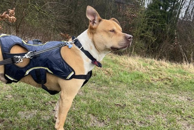 This two-year-old Staffordshire Bull Terrier loves to have fun and play, whether that be a little rough and tumble with his handler or on my own with a tug or ball to throw about. He is looking for a forever family who understand the staffie traits and are up for some fun and games with me.