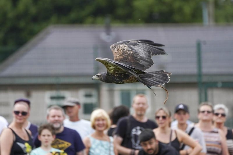 Another bird of prey entertained the crowd.