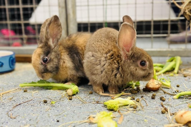 Sisters Angel and Honey are two month old Rex bunnies who hope to find their forever family together.