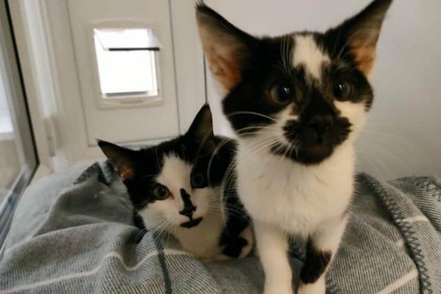 Kittens Emily and George are looking for their 'fur-ever' home.