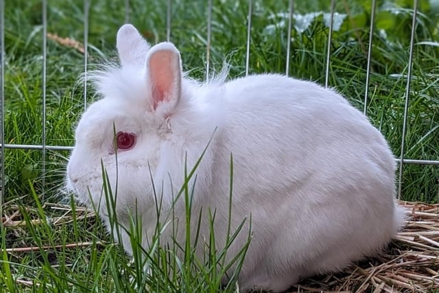 One-year-old Luca is a happy-go-lucky bun who really enjoys a quiet and relaxing life. Luca is looking for his forever family who’ll enjoy spending time with him and give him plenty of attention.
