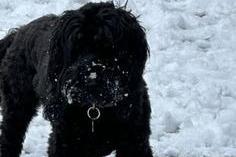 Here is Norman enjoying the snow, submitted by Susan Midgley