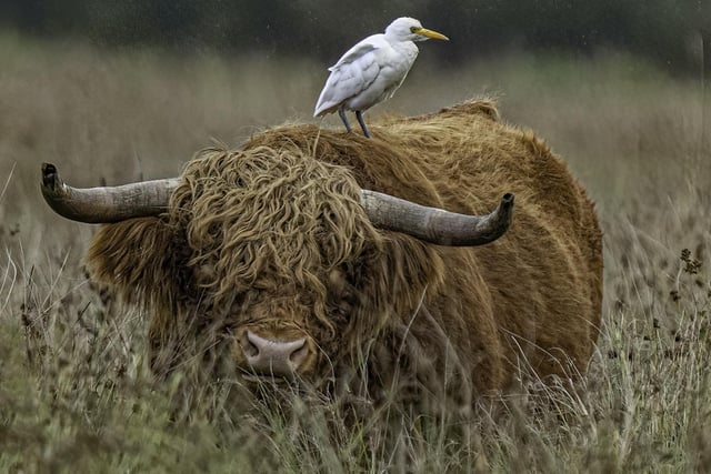 Some of Les's fantastic shots, this time a bird hitching a ride on a local farm animal