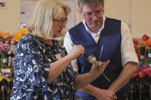 Judge Jane Green assisted by Dan Smith scrutinising an 'Agbrigg' feather at the Wakefield & North of England Tulip Society Show.