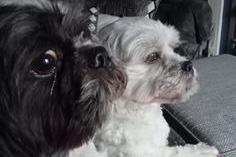 Sue Stevens shared a photo of her gorgeous pooches, Arthur and Milly.