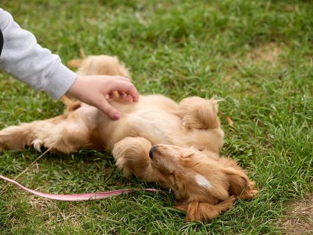 Dozens of pooches and their owners visited the park for a day of fun!