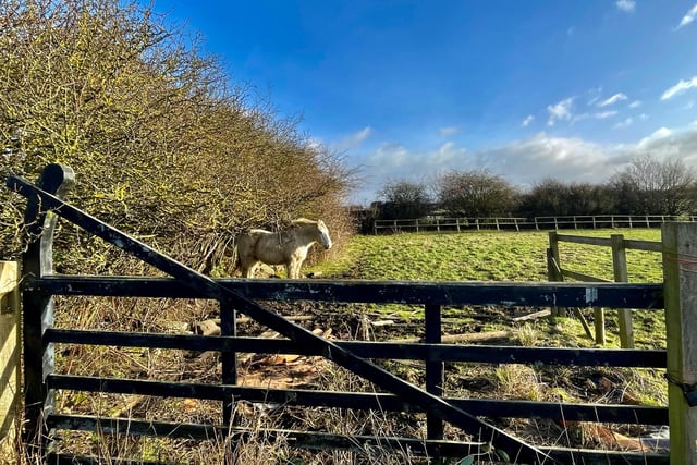 Steve Turner shared this lovely photo of a horse enjoying the clear blue skies.