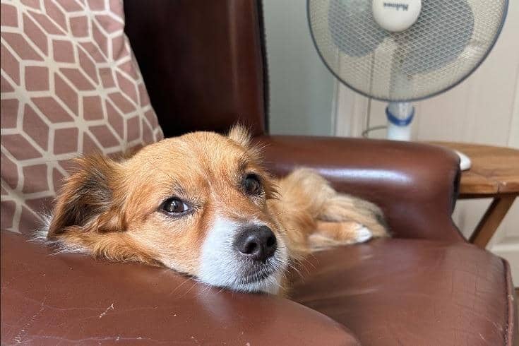 ‘Dog lockdown’: RSPCA calls for lockdown style caution for dogs during extreme heat