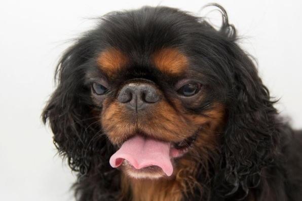 The King Charles Spaniel. The Kennel Club planned to name the breed the Toy Spaniel but King Edward VII was keen to have the royal connection maintained so the King Charles Spaniel was adopted as the title for the breed. In 2017 there were 112 registered, which dropped in 2017 to 91.