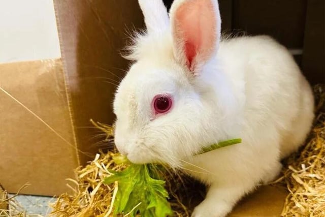 Luca is a one-year-old happy-go-lucky Lionhead X.

He is super sweet and is looking for a forever family who’ll enjoy spending time with him and giving him plenty of attention.