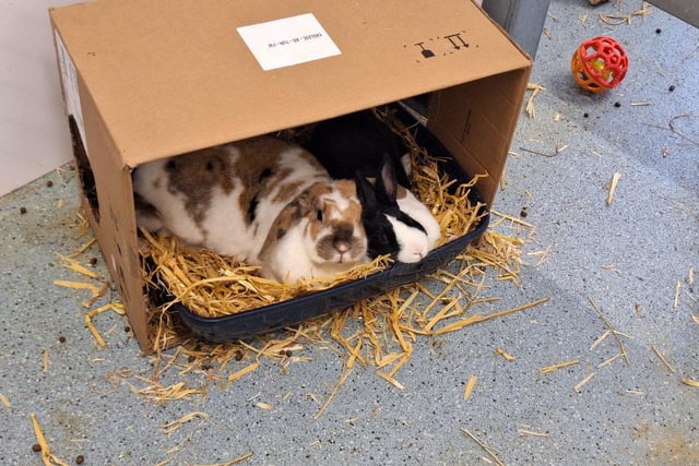 These two-year-old ladies are a very closely bonded pair and absolutely adore one another. The pair would love to join a sociable family together who will let them spend time binkying around the garden but also include them in their daily routine inside the home.