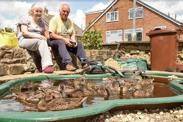 Phil and Julia Garner hand-reared a day-old duckling before releasing her to the wild were left stunned when she returned to their home six months later - with 11 chicks. (SWNS)