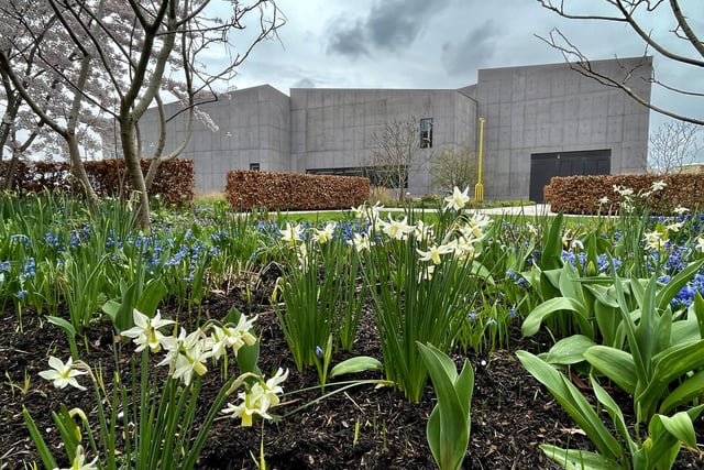 Steve Turner shared this great photo of the daffodils in show outside The Hepworth.