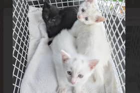 The kittens, now named Sunny, Bolt and Milo, are thriving in a foster home.