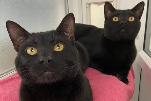 Jarri-matti and Sylvester are one-year-old Domestic Short Hair kittens who love cuddles.

The brothers are hoping to find a forever home together, with a family who are just as playful and adventurous as them.