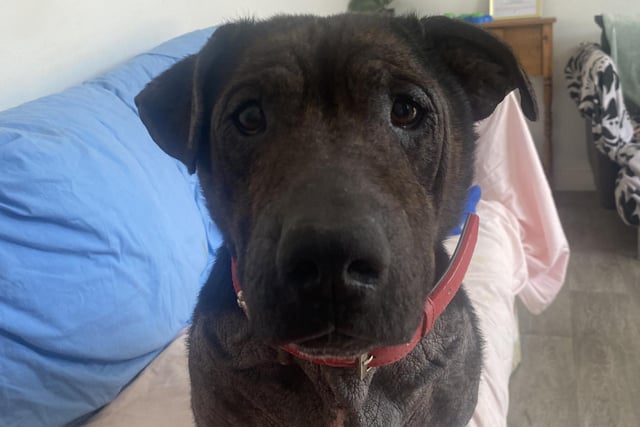 The eight year old Shar Pei/Dachshund cross loves people but is struggling with a skin condition that makes him itch. He loves people and just wants someone to scratch his belly.