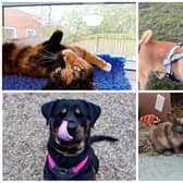 Here are all the pets at the RSPCA Leeds and Wakefield branch looking for their forever home.
