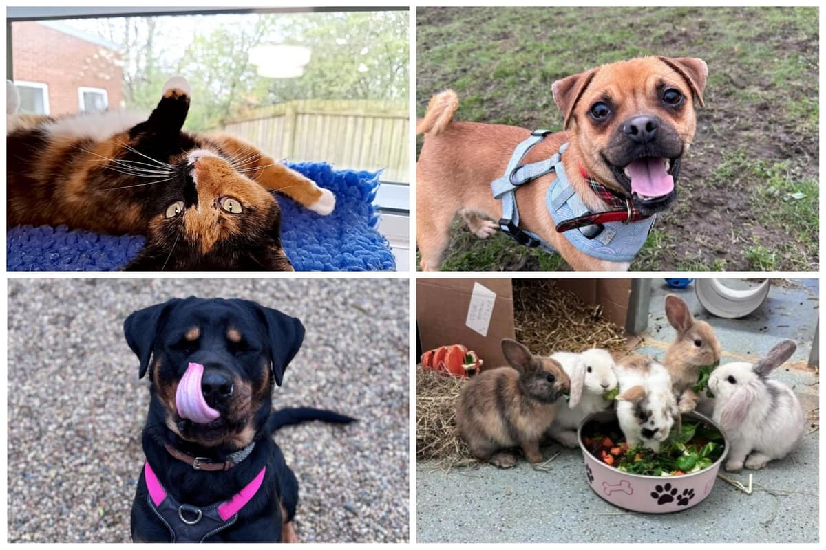 Google Animal Rescue National Pet Day: Meet the pawsome animals available for adoption at ...