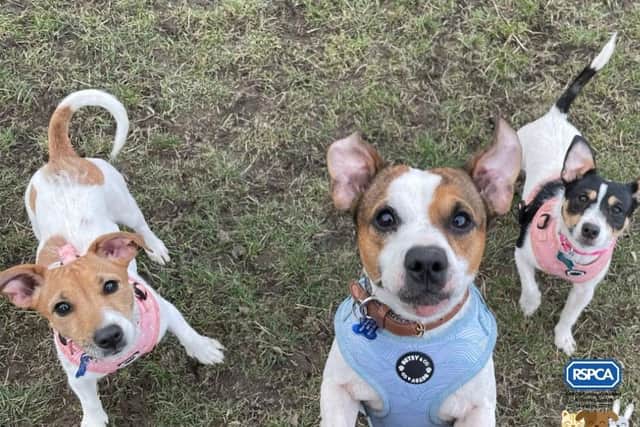 Jack Russell Terrier family, Lola, Lucy, and Marley are looking for their forever home in Wakefield.