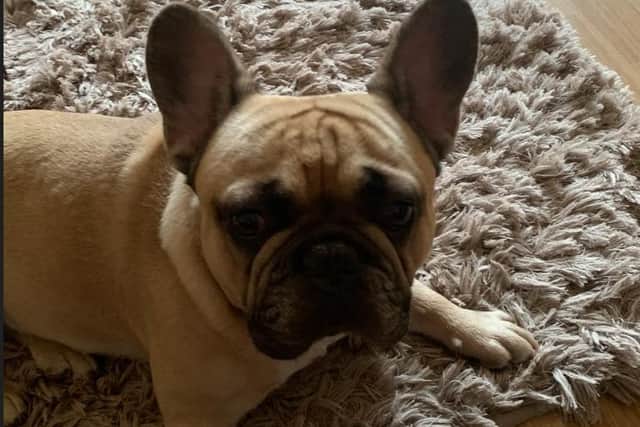 Three-year-old French bulldog Frankie had surgery to improve his breathing after a vet said he had the worst case of brachycephalic obstructive airway syndrome (BOAS) they had ever seen. Even a 15-minute walk left him struggling for breath.