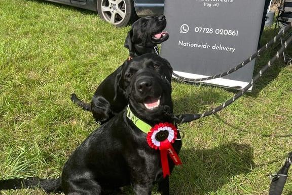 These black labradors loved the attention at the dog show.