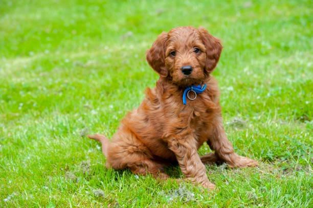 The Goldendoodle will cost on average £19,875 over their 12-and-a-half year lifespan.