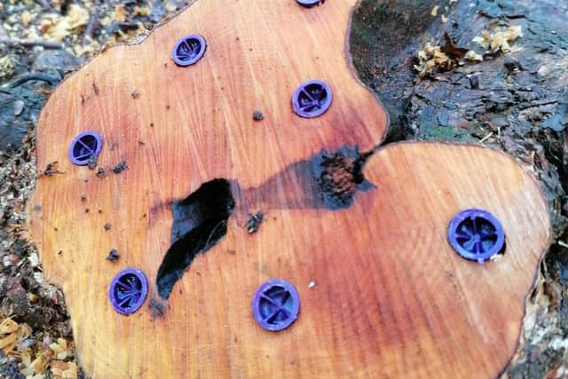 Some eco plugs in one of the rhododendron stumps. The bright purple colour helps the team identify them when they have successfully killed the plant and it is time for their removal.