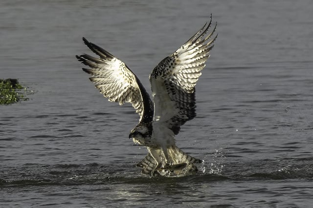 More of Les's work - A bird catching its prey out of the water