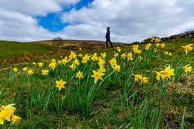 The beautiful valley of Farndale lies at the heart of the North York Moors and at this time of year has a fantastic display of daffodils