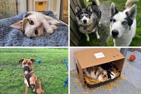 Here are all the pets at the RSPCA Leeds and Wakefield branch looking for their forever home.
