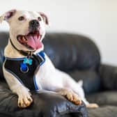 Staffie cross, Zeus, is said to be "losing his spark" after spending over a year in the Wakefield animal centre.
