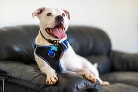 Staffie cross, Zeus, is said to be "losing his spark" after spending over a year in the Wakefield animal centre.