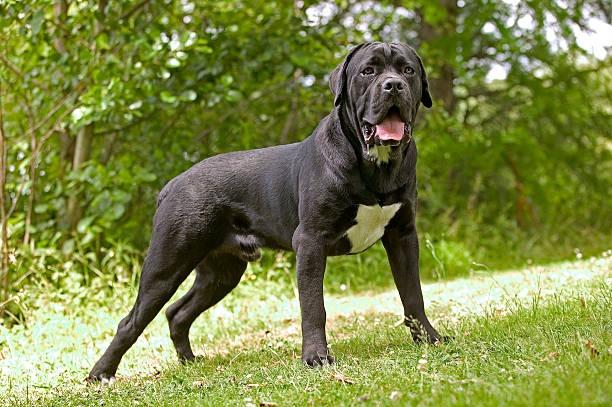 The next most expensive dog breed analysed is the Cane Corso costing a staggering £23,619 on average across their ten year life span.
