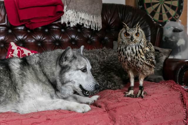 Blue is comfortable around the owls...(SWNS)