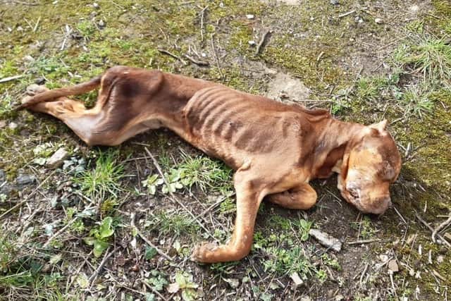 The death is being treated as suspicious and the adult dog - who was of a tan colour and had not been microchipped - may have been left to starve to death.
