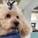 Eight-year-old miniature poodle Dasey suffered severe smoke inhalation but is almost completely back to normal following treatment at Paragon Veterinary Referrals, in Wakefield.